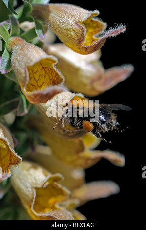 foxglove Digitalis stewartii honey bee enter entering flower bloom blossom collect pollen closeup close up detail macro Stock Photo