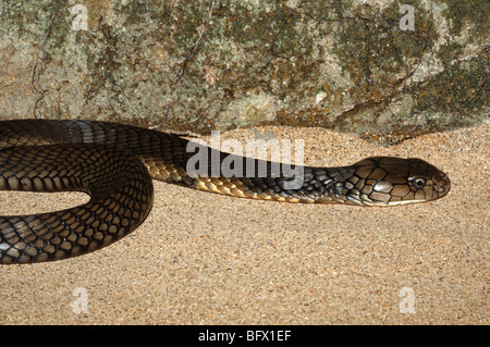 King Cobra, Ophiophagus hannah, Bali, Indonesia. This snake is the largest of the venomous land snakes Stock Photo