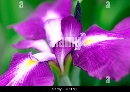 japanese water iris ensata laughing lion single one flower bloom blossom color colour closeup Stock Photo
