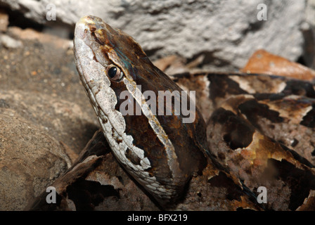 Malayan Pit Viper, Calloselasma rhodostoma. Endemic to south east Asia, this venomous snake is bad tempered and is responsible for many bites Stock Photo