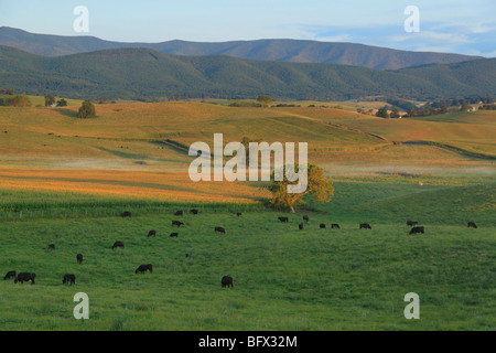 Cattle graze on farmland in Swoope, Shenandoah Valley, Virginia Stock Photo