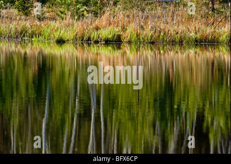 Spring birch tree reflections in misty beaver pond, Greater Sudbury, Ontario, Canada Stock Photo