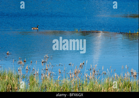 Reflections in wind-riffled beaver pond, Greater Sudbury, Ontario, Canada Stock Photo