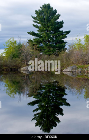 Spring forest and white pine reflected in Fairbank Creek, Greater Sudbury, Ontario, Canada Stock Photo