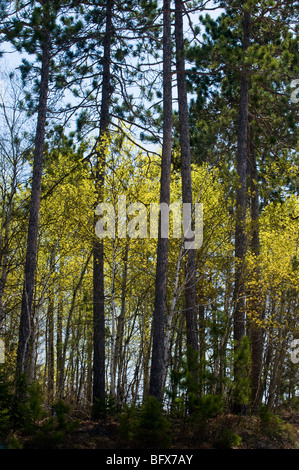 Emerging foliage in aspen tree understory with red pine tree trunks, Greater Sudbury, Ontario, Canada Stock Photo