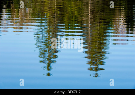 Spruce tree reflections in beaver pond, Greater Sudbury, Ontario, Canada Stock Photo