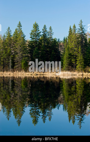 Spruce tree reflections in beaver pond, Greater Sudbury, Ontario, Canada Stock Photo