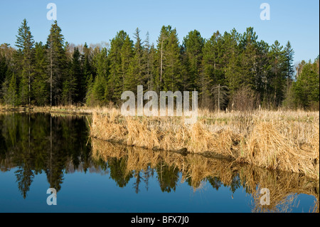Reflections in beaverpond with beaver dam and early spring grasses, Greater Sudbury, Ontario, Canada Stock Photo