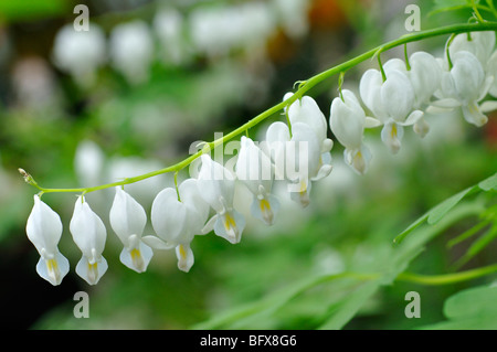 White Bleeding Heart Flower (Dicentra spectabilis alba) Stock Photo
