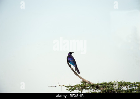 Perching Starling Blue Eared Stock Photo