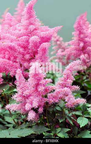 Pink Astilbe Flowers (Astilbe arendsii) Stock Photo