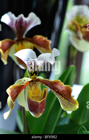 Brown Lady's lady slipper orchids (Paphiopedilum) Stock Photo