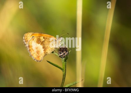 A Gatekeeper (Pyronia tithonus) butterfly - female, feeding on a wild thistle flower. Stock Photo