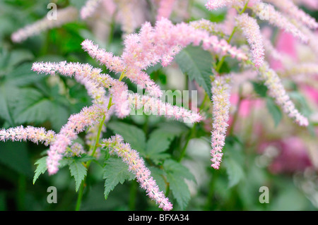 Pink Astilbe Flowers (Astilbe arendsii) Stock Photo