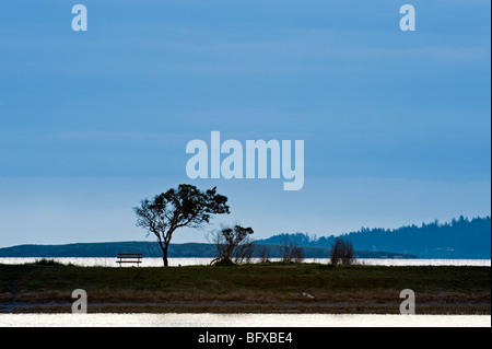 Tree silhouettes at Pipers Lagoon in morning, Nanaimo, BC British Columbia, Canada Stock Photo