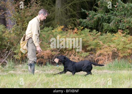 Dog Trainer With A Labrador Gun Dog Retrieving A Training Dummy Stock Photo