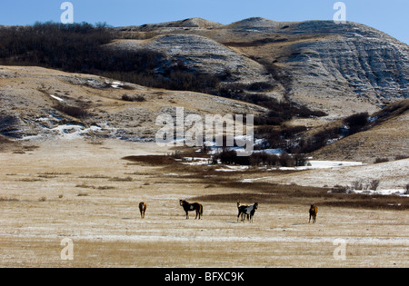 Cypress Hills landscape with pinto horses, Cypress Hills Interprovincial Park, Saskatchewan, Canada Stock Photo