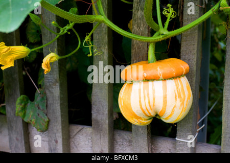 A type of Turk's Turban pumpkin growing in a garden in Bartkowa, Poland. Stock Photo