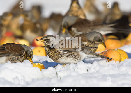 Flock of Fieldfare (Turdus pilaris) feeding on apples in the snow, Cambridgeshire, England Stock Photo