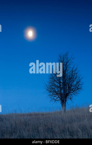 Setting moon over solitary tree in grassland/badlands landscape, near Watford City, ND, USA Stock Photo