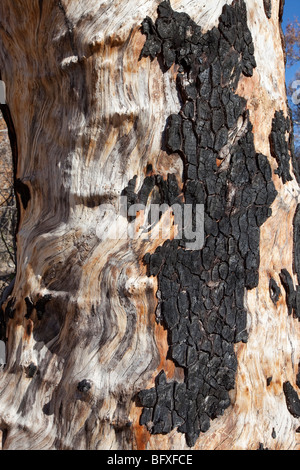 Burn damage on large Cottonwood tree, Arizona Stock Photo