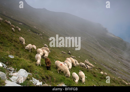 Sheep in Bucegi mountains, Romania Stock Photo