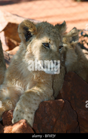 Six / 6 months old lion cub Lion Park Johannesburg, South Africa, November, 2009 Stock Photo