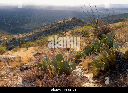 Back-lit prickly pear cactus on a hillside overlooking Tucson Arizona Stock Photo