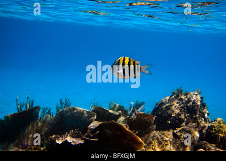 The Sergeant Major or píntano (Abudefduf saxatilis, family Pomacentridae) swimming over fan corals in Cuban waters Stock Photo