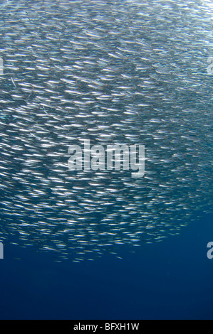 Bait ball of fish in open ocean, Kei Kecil (Little Kai Island), part of the Maluku Islands, Indonesia. Stock Photo