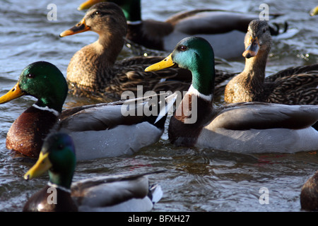 Group of Mallard ducks, Anas platyrhynchos, splashing in the water. Stock Photo