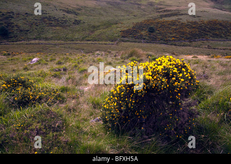 Gorse Bush and scrubland on Dartmoor Stock Photo