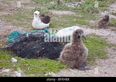 Laysan Albatross (Phoebastria immutabilis) chick and adult with plastic marine debris and ghost nets washed ashore on a North Pacific island Stock Photo