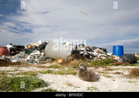 Laysan Albatross chick in nest dwarfed by pile of marine debris collected on Midway Atoll coast by volunteers for recycling and disposal Stock Photo