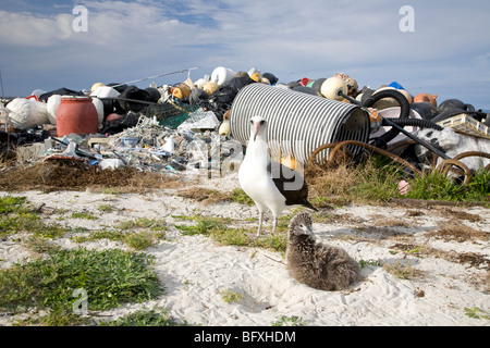 Laysan Albatross adult and chick on nest dwarfed by pile of marine debris collected on Midway Atoll coast by volunteers, North Pacific Ocean Stock Photo