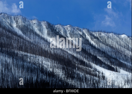 Mountain slopes with lodgepole pine forest burned by 2003 fire, Kootenay National Park, BC British Columbia, Canada Stock Photo