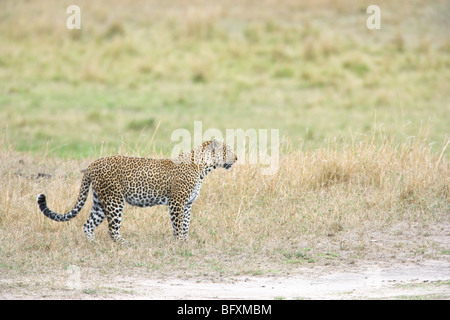 Male African Leopard, Panthera pardus, walking. Masai Mara National Reserve, Kenya. Stock Photo