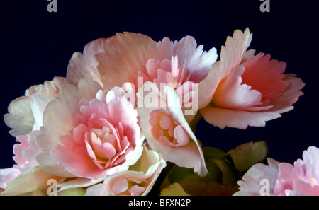 Pink Begonias Stock Photo
