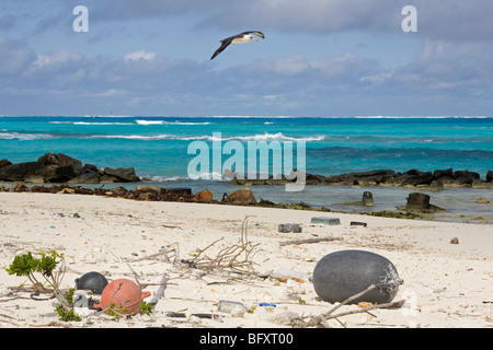 Laysan Albatross (Phoebastria immutabilis) flying over shoreline marine debris on beach of a North Pacific island Stock Photo
