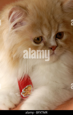 Persian kitten, with red ribbon, looking to right Stock Photo