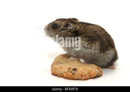 Pet hamster and cookie Stock Photo