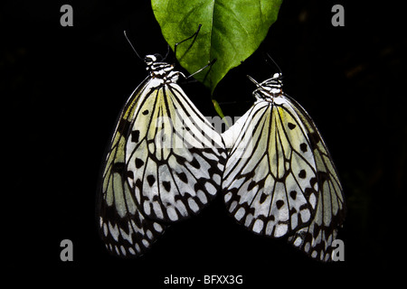 Rice paper butterflies at Butterfly World, Klapmuts, South Africa Stock Photo