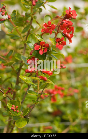 Red flowering shrub growing in North Cornwall Stock Photo