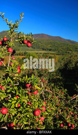 Dickie Brothers Apple Orchard at Massies Mill, Nelson County, Virginia Stock Photo