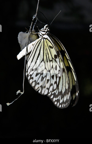 Rice paper butterflies at Butterfly World, Klapmuts, South Africa Stock Photo