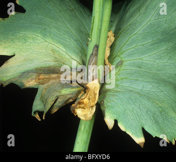 Grey Mould Botrytis Cinerea Lesions Necrosis And Mycelium On Zonal Pelargonium Stock Photo Alamy