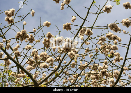 Pods of the Kapok tree (Ceiba pentandra) bursting open, showing raw kapok fibre. Vung Tau, Vietnam Stock Photo