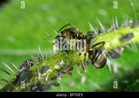 Garden ant (Lasius niger) tending black aphids Stock Photo