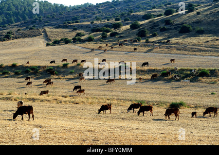 Israel, Negev, Lachish region, Free roaming cattle grazing in the fields Stock Photo