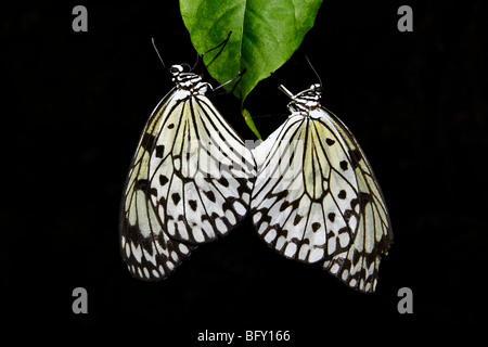 Rice paper butterflies at Butterfly World, Klapmuts, South Africa Stock Photo